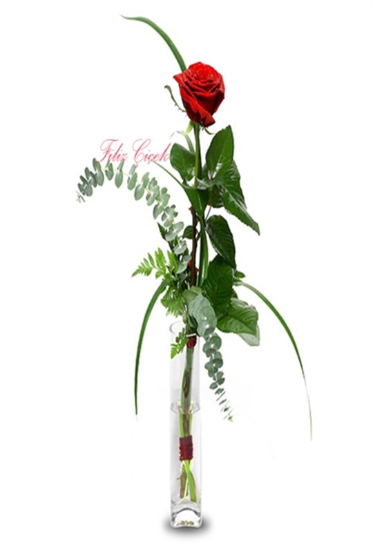 single-rose-in-glass-vase