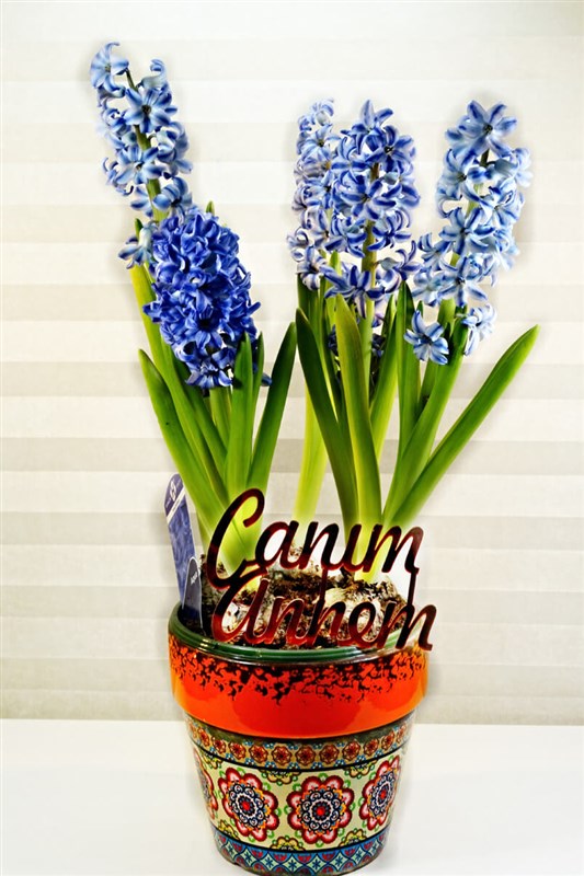 retro-seramik-saksili-canli-sumbul