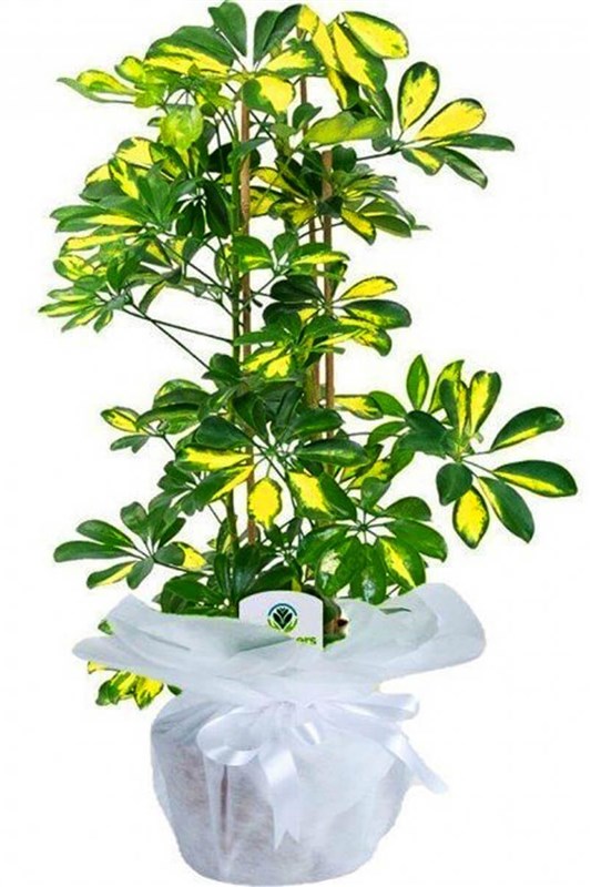schefflera-0