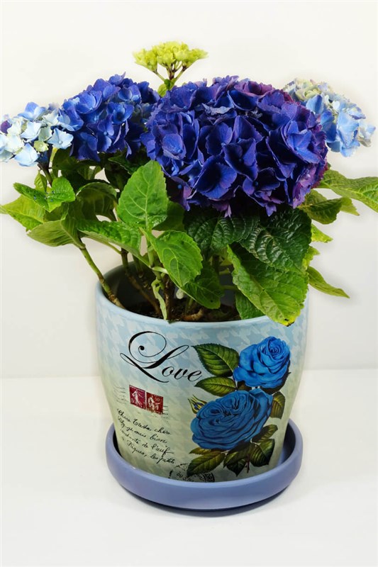 ortans---dekoratif-seramik-saksili