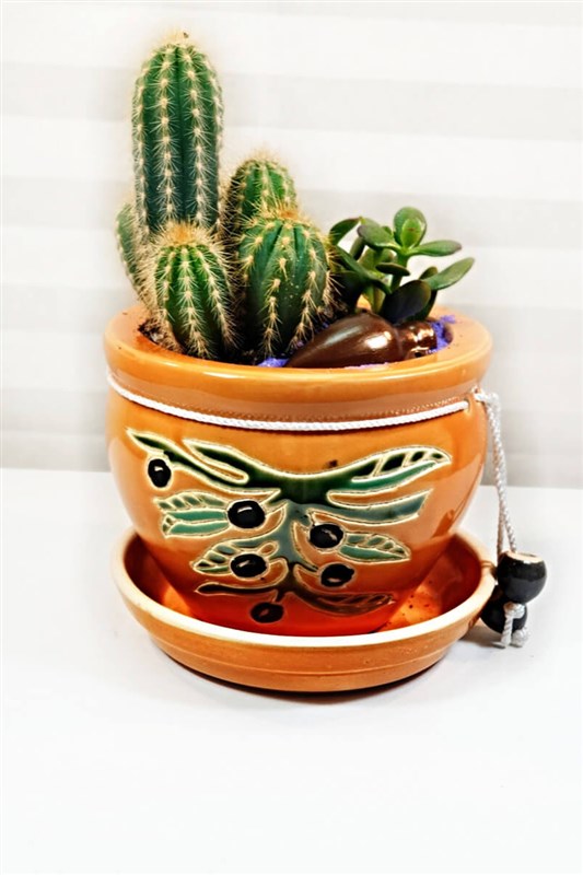 olive-kaktus-buyuk-boy