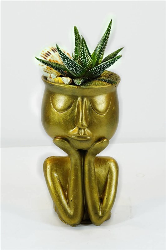 thinky-serisi-gold-ve-canli-kaktus