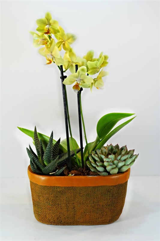 sonbahar-esintisi-orkide