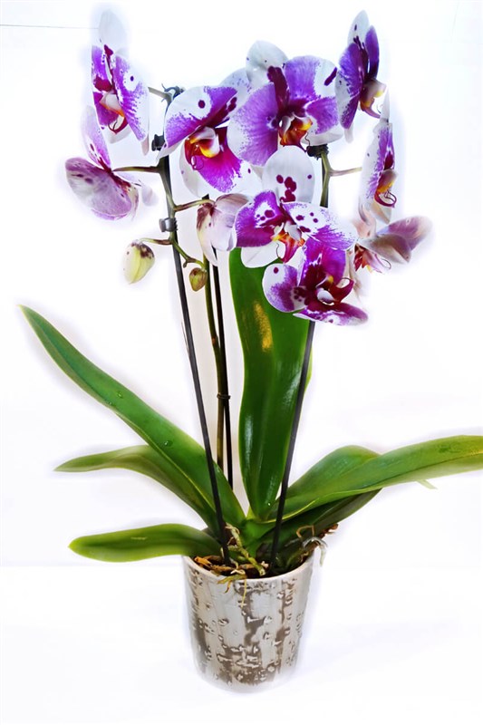 alacali-mor-ve-beyazli-orkide