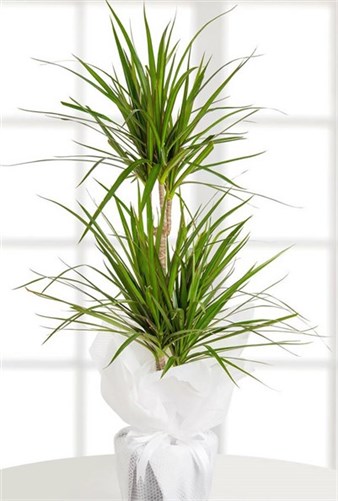 2li Dracena Margianata (120 cm)
