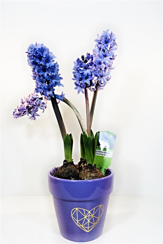 sumbul-3-soganli-ve-dekoratif-saksili