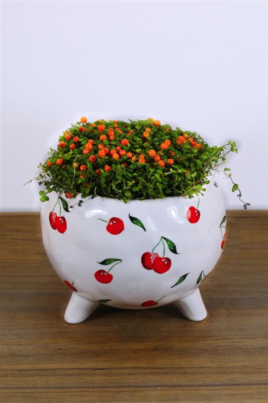 soleirolia---arapsaci