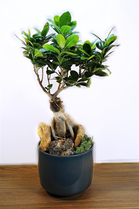 bonsai-seramikli---50-cm