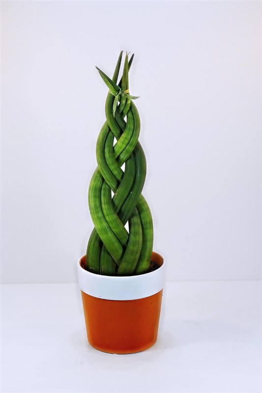 orgulu-sanseveria---seramikli---38-cm
