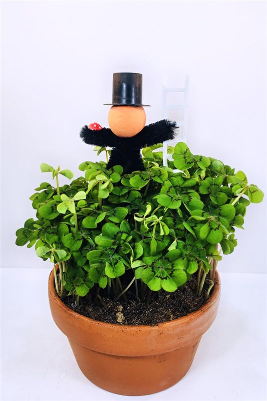 oxalis-uyku-cicegi---sus-yoncasi