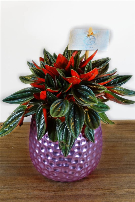 peperomia-caperata-zumrut-dalgasi-en