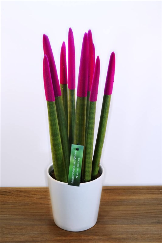 sanseveria-kilic-cicegi-42-cm-pembe