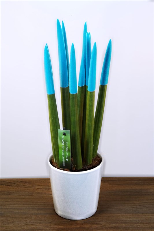 sanseveria-kilic-cicegi-42-cm-turkuaz