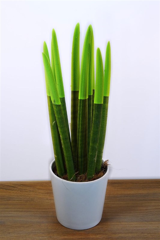 sanseveria-kilic-cicegi-42-cm-yesil