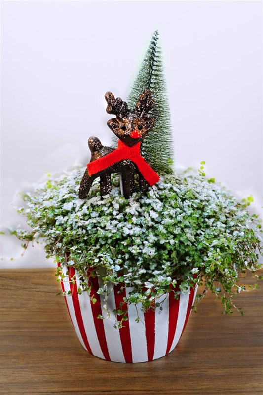 noel-saksi-cicegi-arap-saci