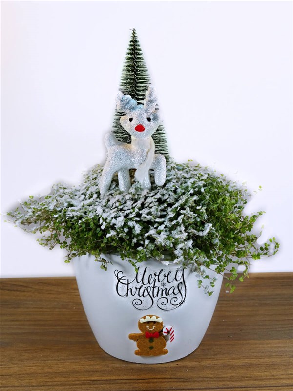 merry-christmas-sugar-man---arapsaci