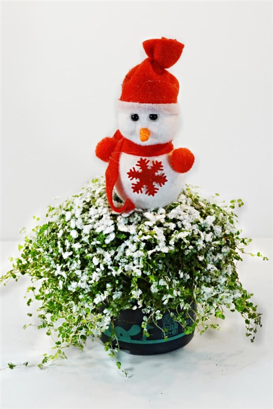 arap-saci-saksi-bitkisi-ve-kirmizi-bereli-kardan-adam