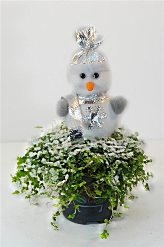 arap-saci-saksi-bitkisi-ve-beyaz-bereli-kardan-adam