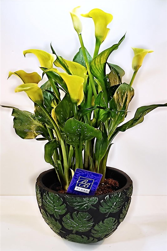 gala---dekoratif-saksili-sinirli-sayida