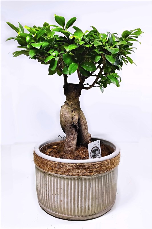 bonsai-dekoratif-saksili-45-cm-en