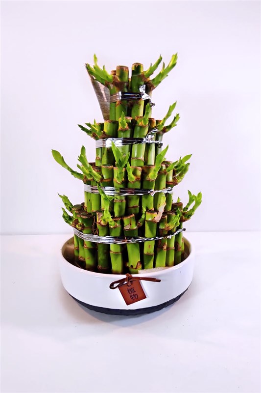 piramit-sans-bambusu-30cm