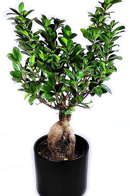 bonsai-seramik-siyah-saksili-70-cm