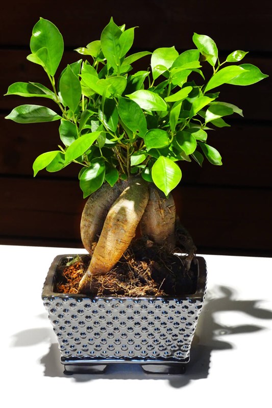 bonsai-ficus-april-2021-seramik-saksili