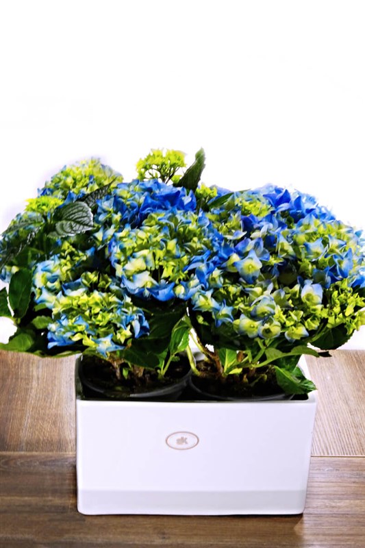 seramikli-iki-saksili-mavi-ortans