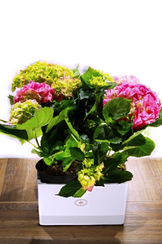 seramikli-iki-saksili-pembe-ortans