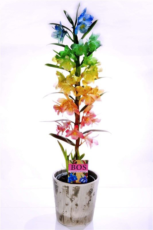 deberiyum-gokkusagi-orkide