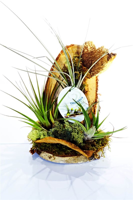 tilandsia-bitkisi-usa-kanyon-bitkisi