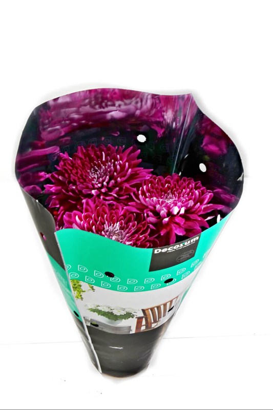 saksida-bordo-krizantem
