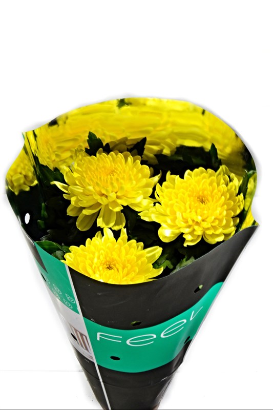 saksida-sari-krizantem