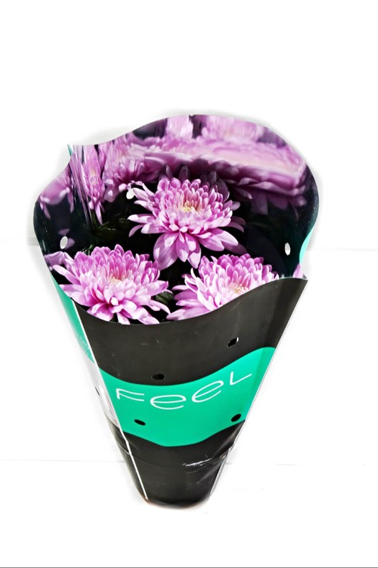 saksida-pembe-krizantem