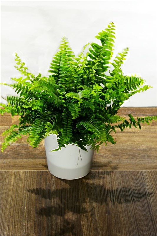 ask-merdiveni---panjur-cicegi-seramik-saksili