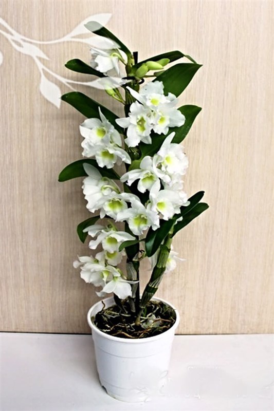 dendrobium-orkide-beyaz-50-cm