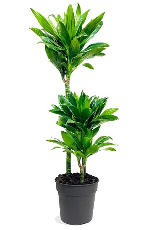 dracaena-janet-3lu-100-cm-en