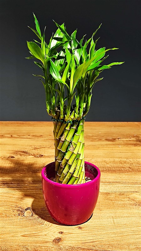 sans-bambusu-no1-0-0