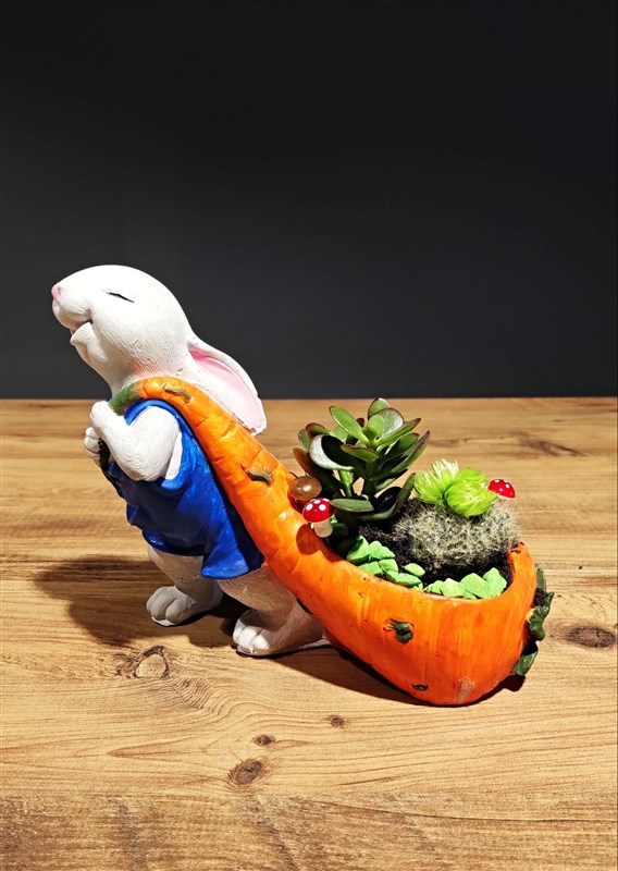 bahcivan-tavsan-ve-canli-kaktusler