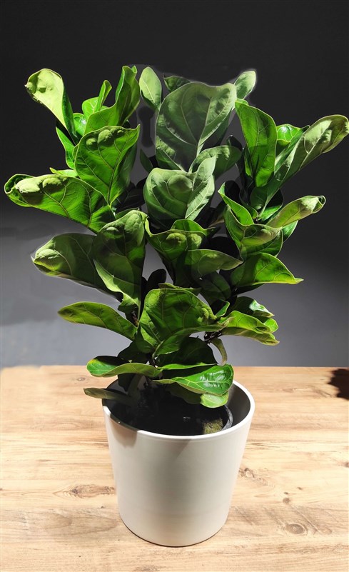 ficus-lyrata-85-cm