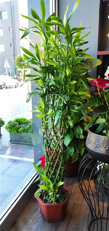 kafes-orgulu-mega-boy-bambu-180-cm-en