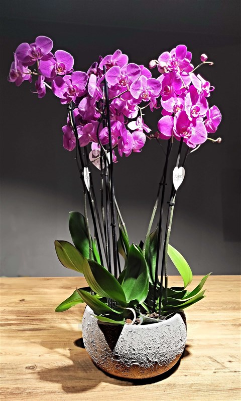 seramik-saksida-3lu-orkide-arajmani