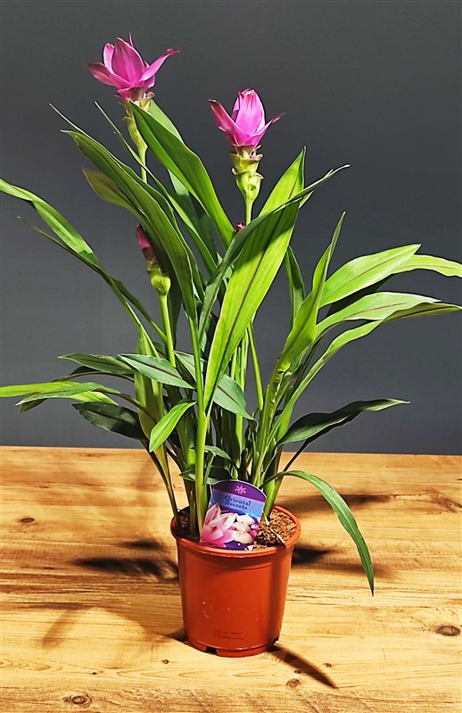 curcuna-alismatifolia