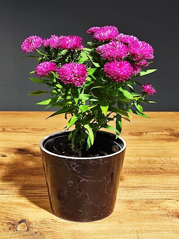 aster---pembe-seramik-saksili
