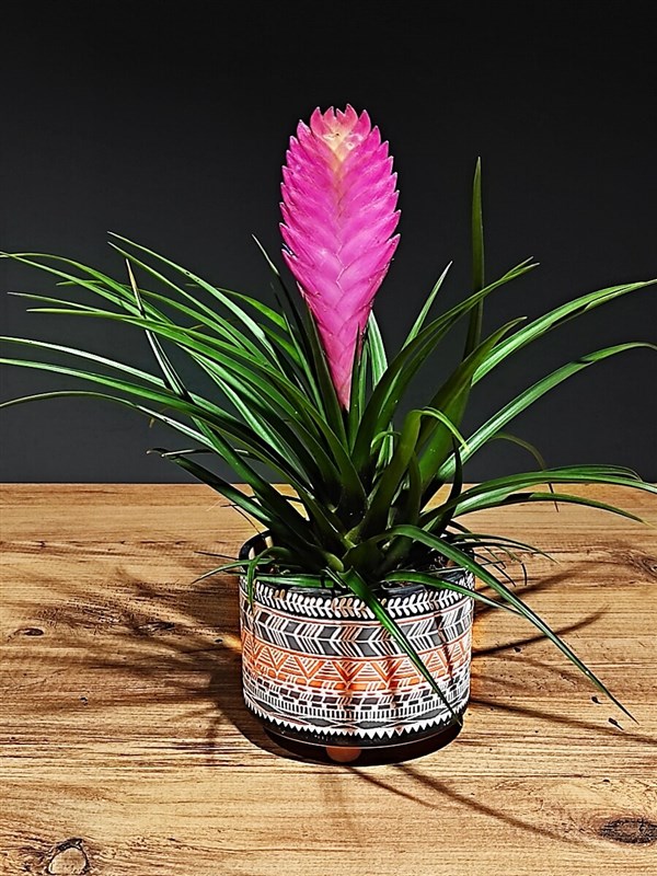 tilandsia-seramik-saksili-30-cm