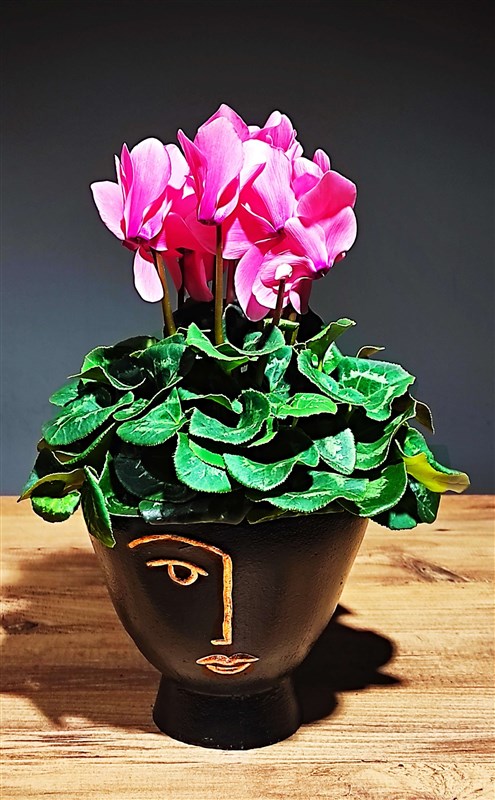 seklamen---tavsan-kulagi-pembe-dekoratif-saksili