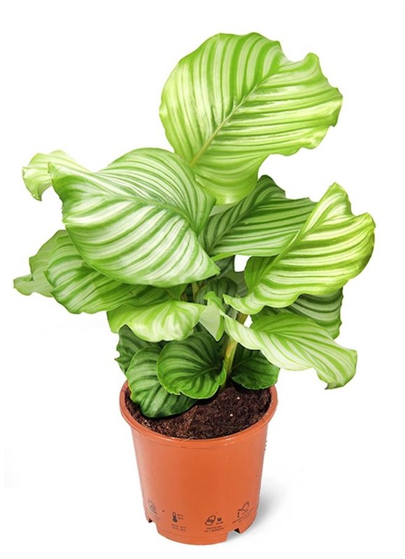 calathea-dua-cicegi