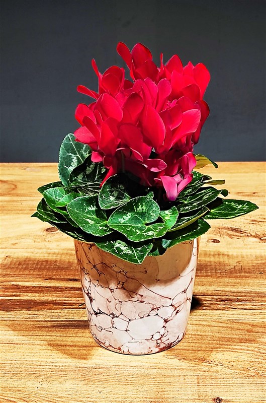 kirmizi-seklamen-saksili