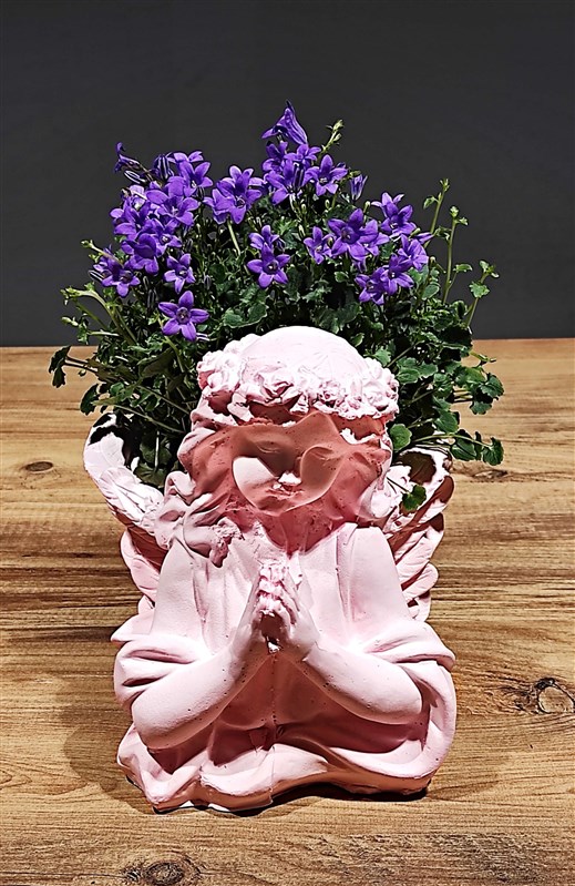 can-cicegi-campanula---melek-saksili