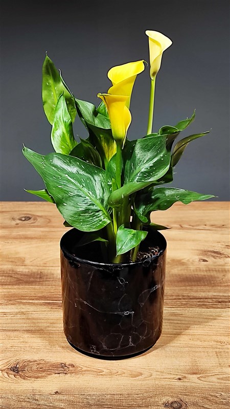 gala-sari---seramik-saksili